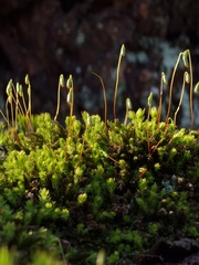 Ptychostomum capillare
