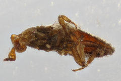 Melittobia acasta