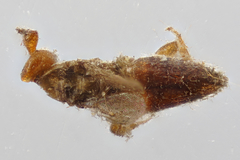 Melittobia acasta