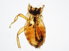 Melittobia acasta