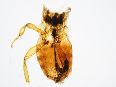 Melittobia acasta