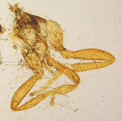 Melittobia acasta