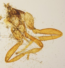 Melittobia acasta