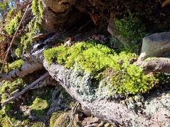 Bryophyta