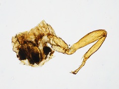 Melittobia acasta