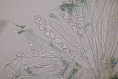 Mniaecia jungermanniae