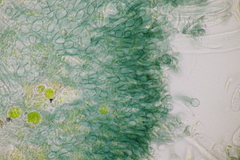 Mniaecia jungermanniae