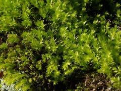 Bryophyta