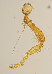 Melittobia acasta