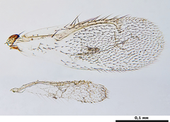 Melittobia acasta