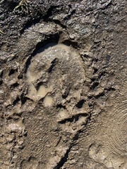 Equus asinus × caballus