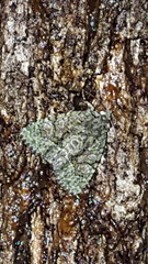 Phosphila miselioides