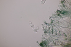 Mniaecia jungermanniae