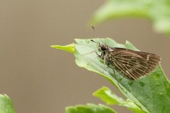 Vehilius stictomenes