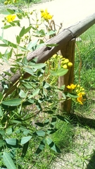 Senna corymbosa