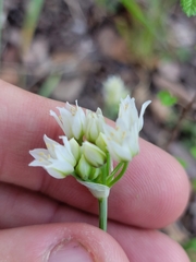 Allium fraseri