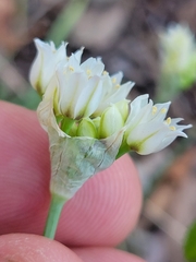Allium fraseri