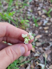 Allium fraseri
