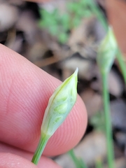 Allium fraseri