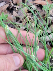 Allium fraseri