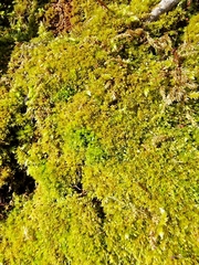 Bryophyta