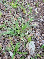 Allium fraseri