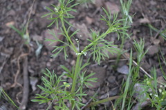 Apiastrum angustifolium