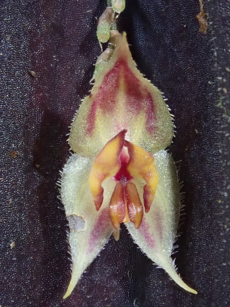 Lepanthes transparens