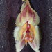 Lepanthes transparens - Photo (c) Nolan Exe, some rights reserved (CC BY), uploaded by Nolan Exe