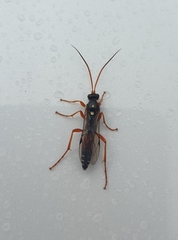 Eutanyacra licitatoria