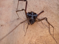 Sadocus asperatus