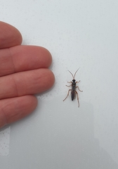 Eutanyacra licitatoria