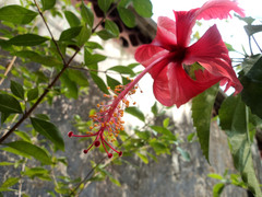 Hibiscus rosa-sinensis