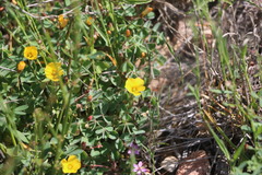 Oxalis californica