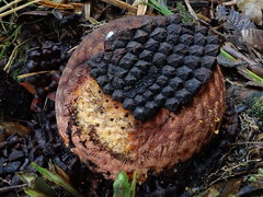 Corynaea