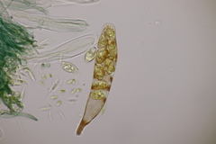 Mniaecia jungermanniae