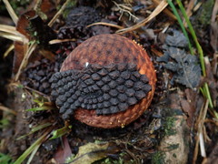 Corynaea