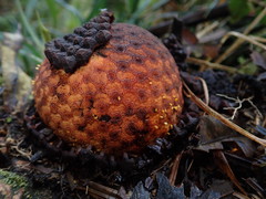 Corynaea