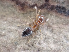 Crematogaster pinicola