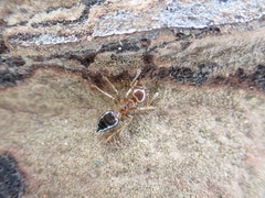 Crematogaster pinicola