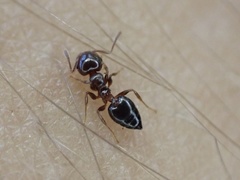 Crematogaster pinicola
