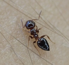 Crematogaster pinicola
