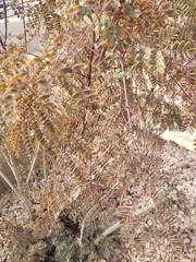 Prosopis pubescens
