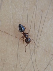 Crematogaster pinicola