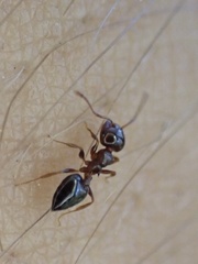 Crematogaster pinicola