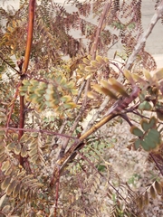 Prosopis pubescens