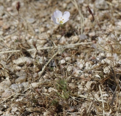 Leptosiphon liniflorus