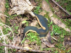 Australopacifica garveyi