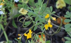Coronilla scorpioides