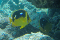 Chaetodon quadrimaculatus